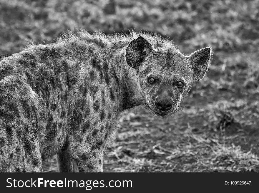 Grayscale Photography of Hyena