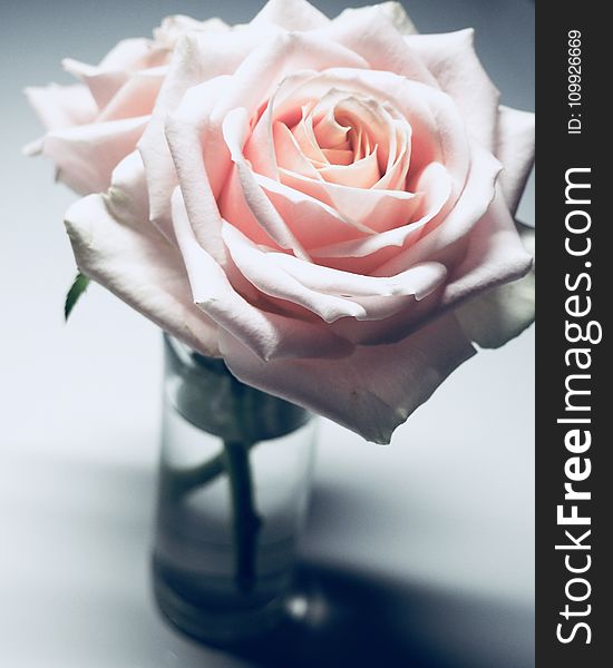 Closeup Photography of Pink Rose Flower in Clear Glass Vase