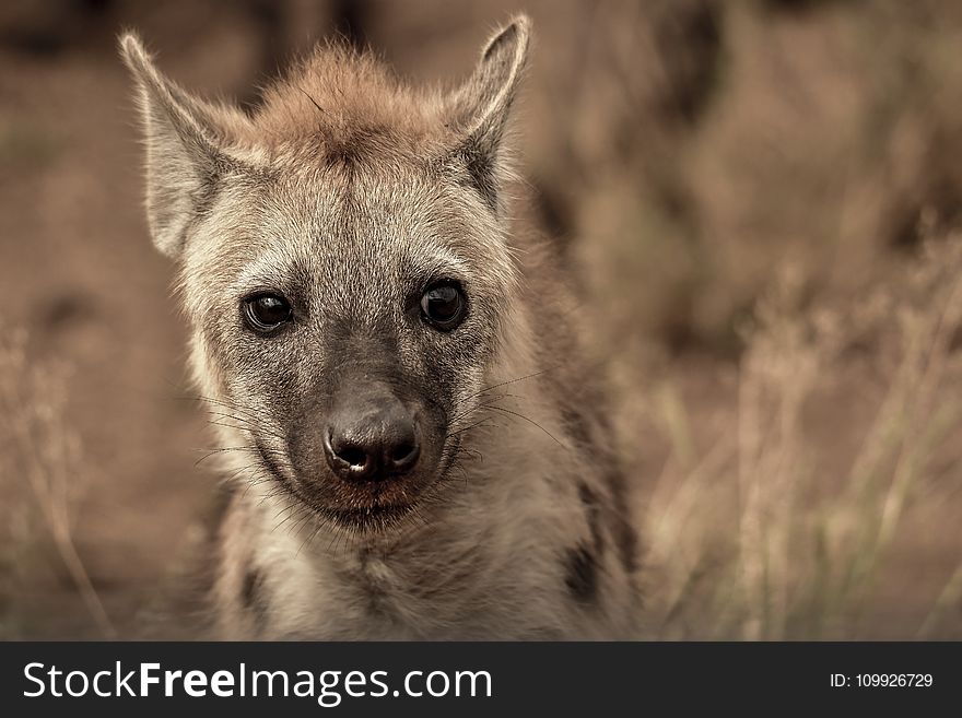 Closeup Photography of Grey and Tan Animal