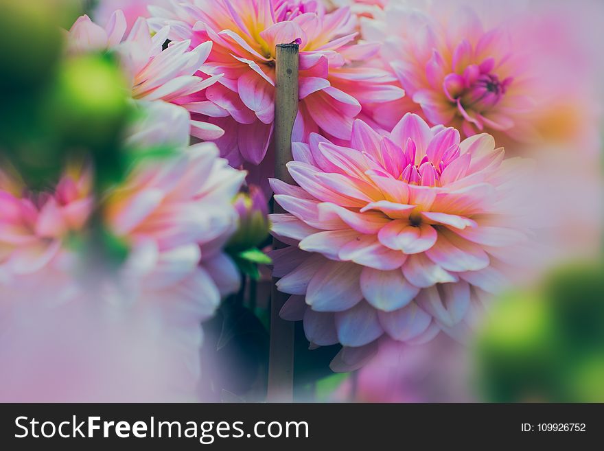Close up Photography of Pink Dahlia Flowers