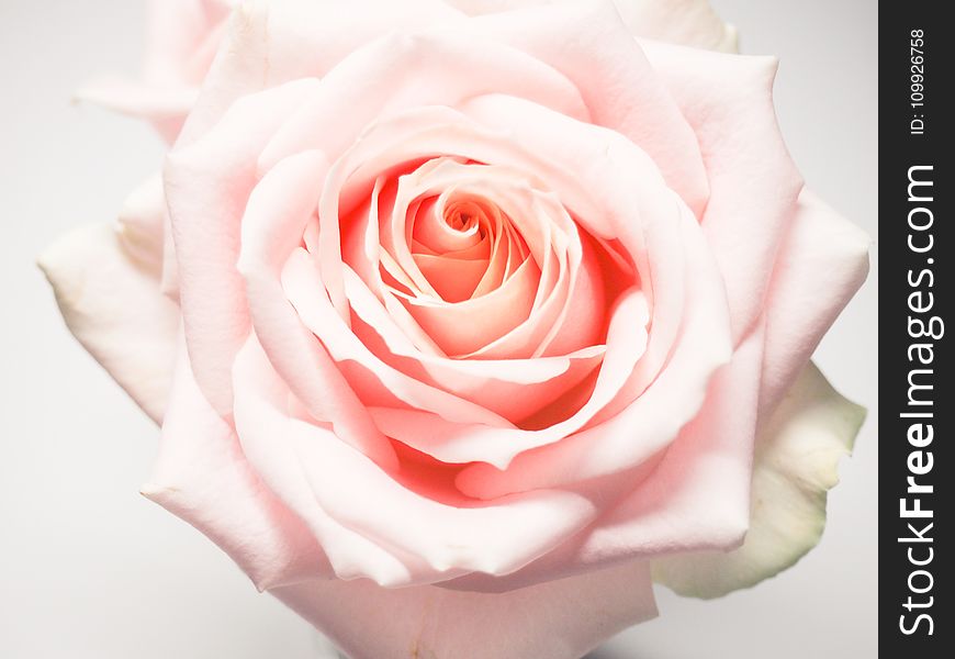 Macro Photography Of Pale-pink Rose