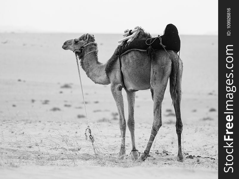 Monochrome Photo of Camel