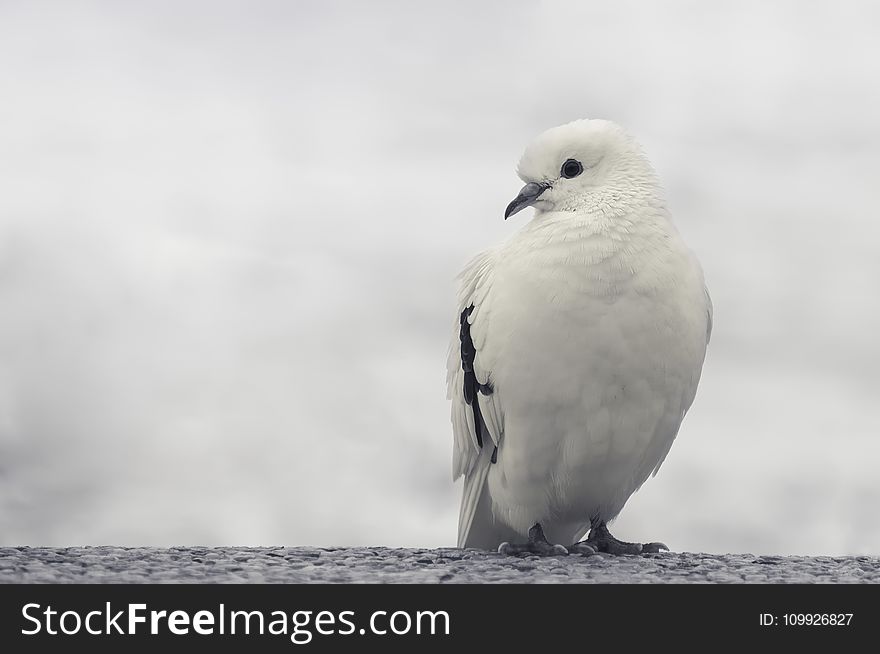 White and Black Bird on Trunk