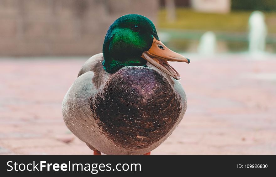 Green and Gray Mallard Duck