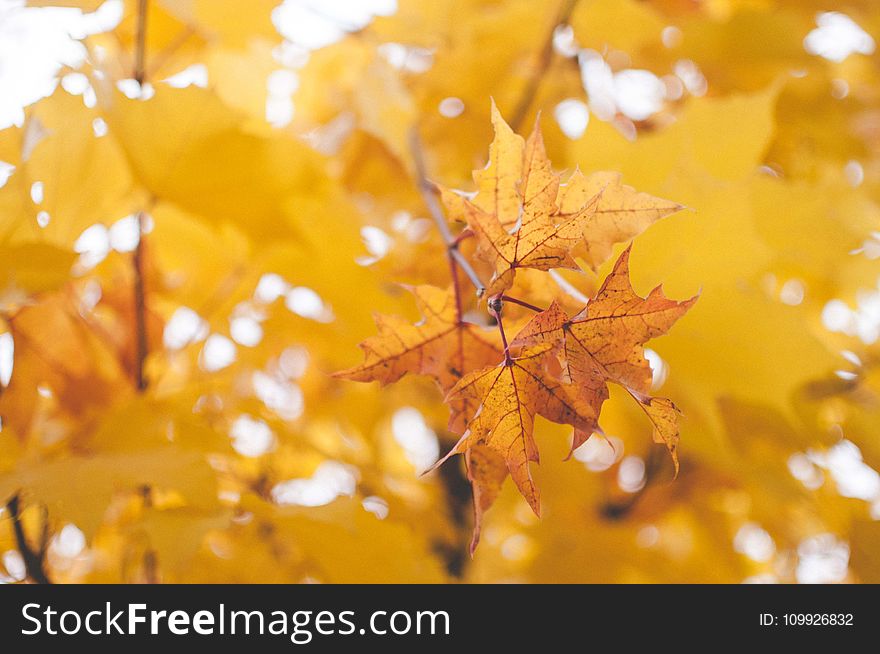 Yellow Oak Leaf Close-up Photography