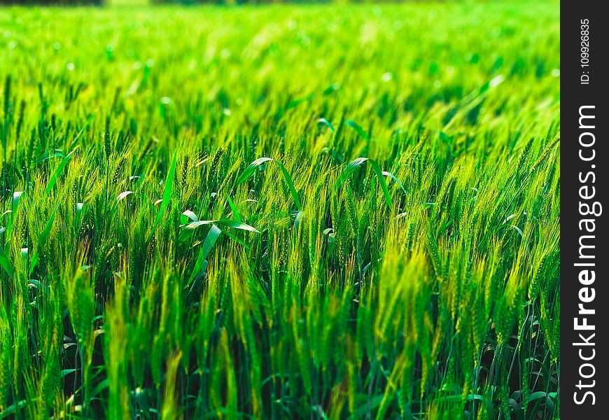 Green Field Photo