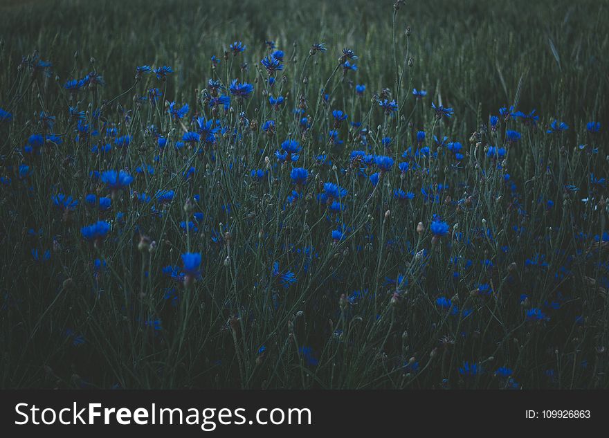 Photo of Blue Petaled Flowers