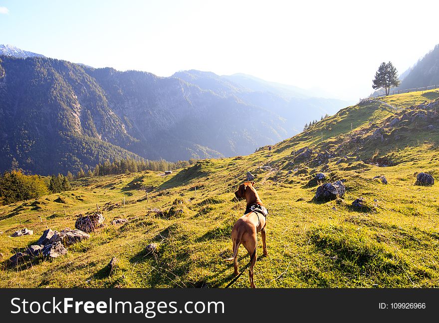 Adult Tan Great Dane Standing on Top of Mountain Under White Sky