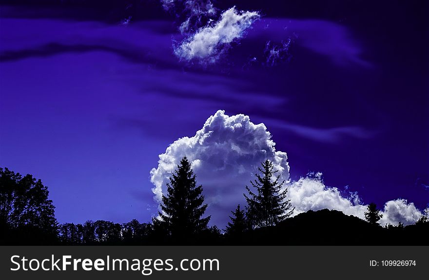 Trees Under White Clouds And Blue Sky