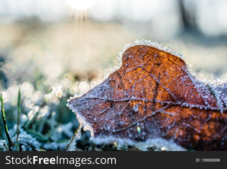 Dried Leaf Cover by Snow at Daytime