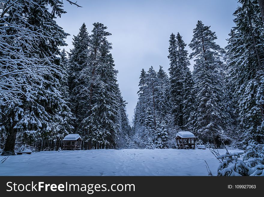 Tall Green Trees Filled With Snows during Winter