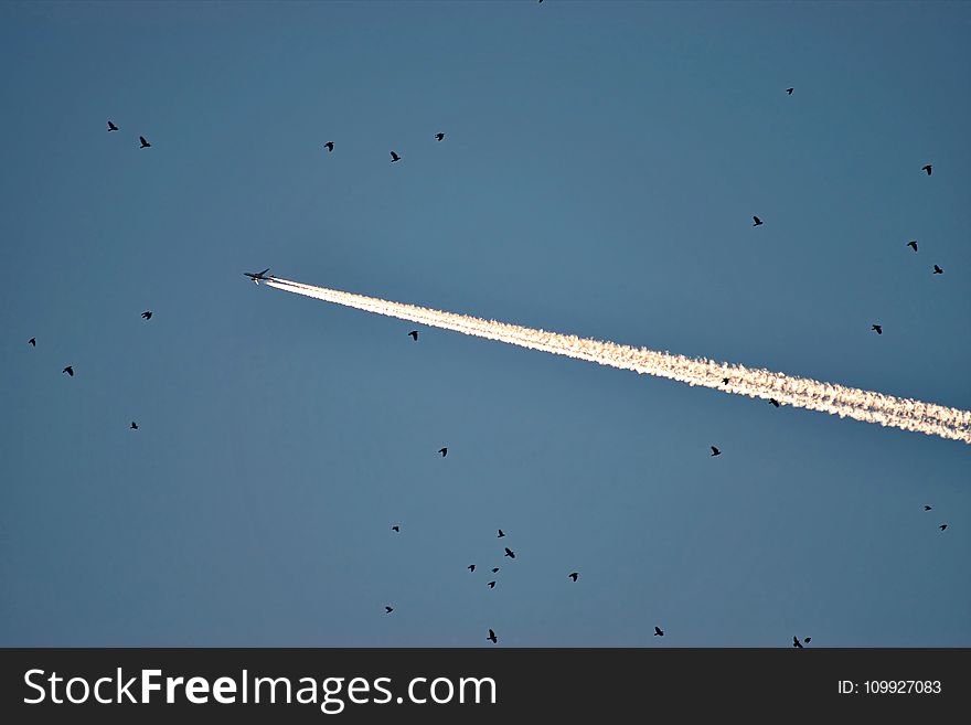Photo of Plane and Birds