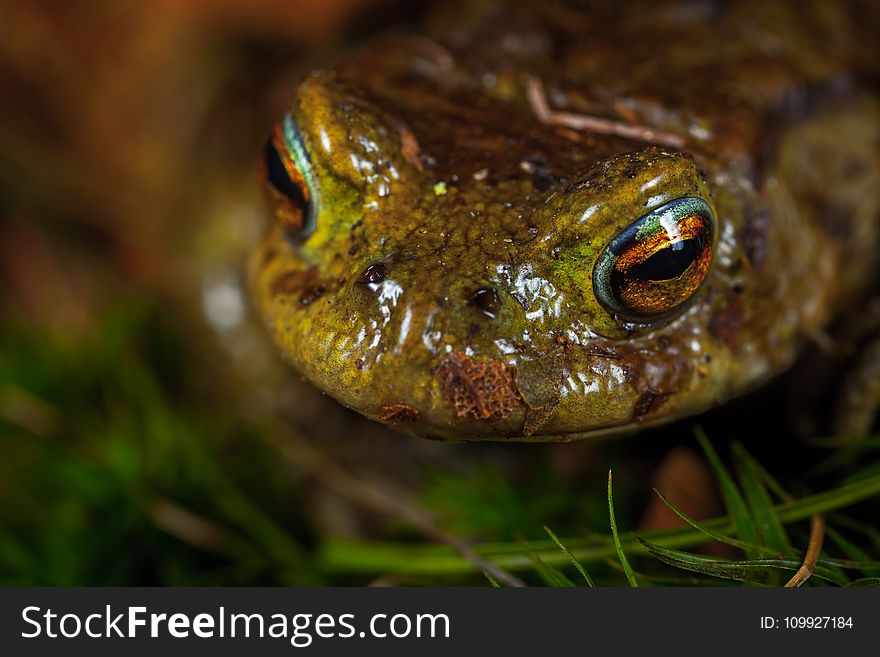 Green and Brown Frog