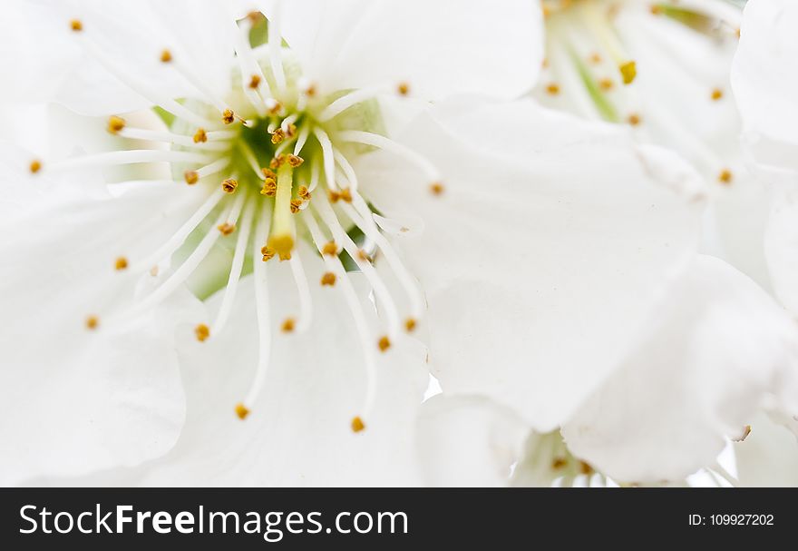 Closeup Photography of White Petaled Flowers