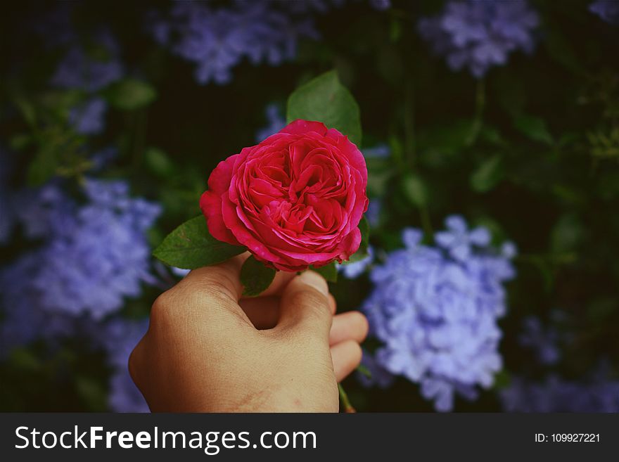 Person Holding Red Rose