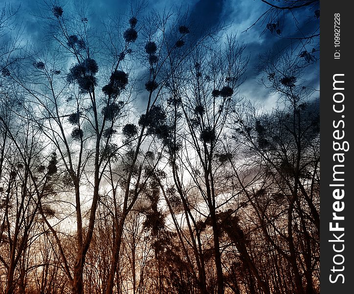 Silhouette Of Trees Without Leaves