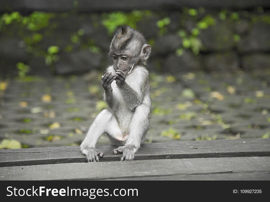 Primate Sitting On Wooden Surface