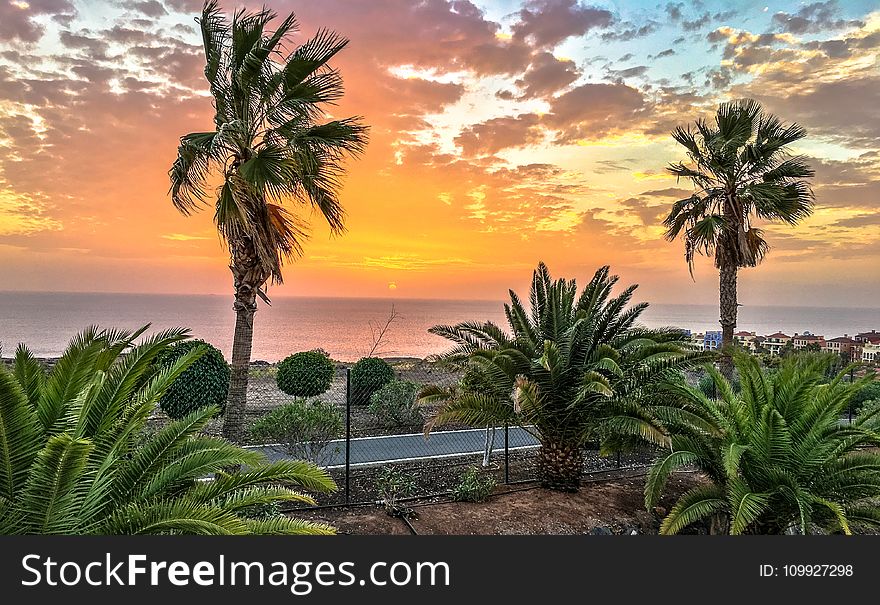 Tropical Tress Near Road And Body Of Water During Golden Hour