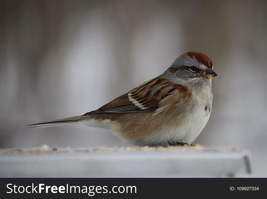 Brown Sparrow