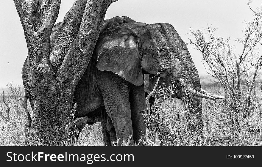 Grayscale Photo of Elephant