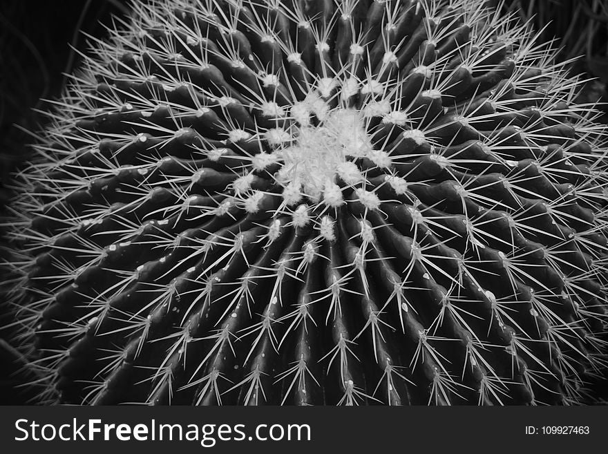 Grayscale Photo Of Ball Cactus