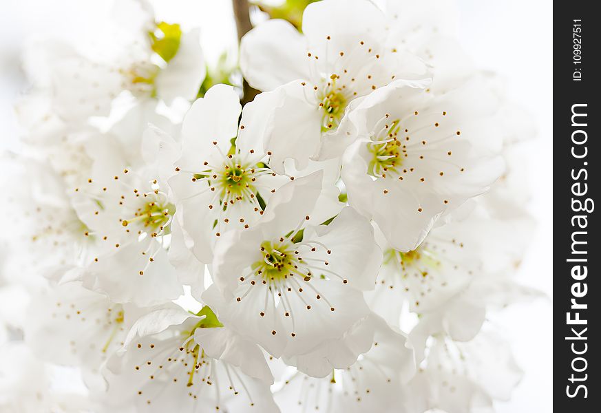 Closeup Photography of White Petaled Flowers