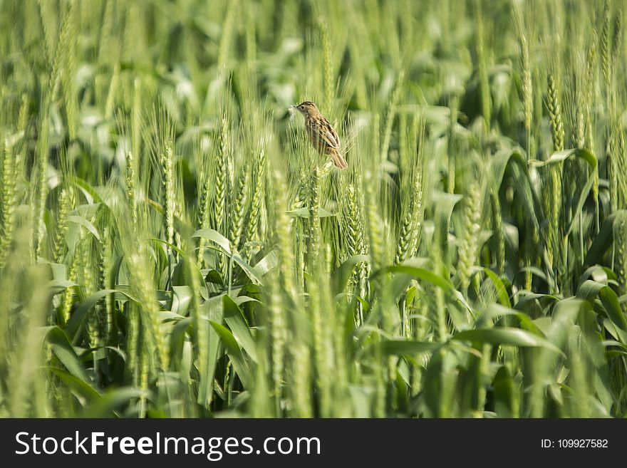 Brown Bird On Green Wheat