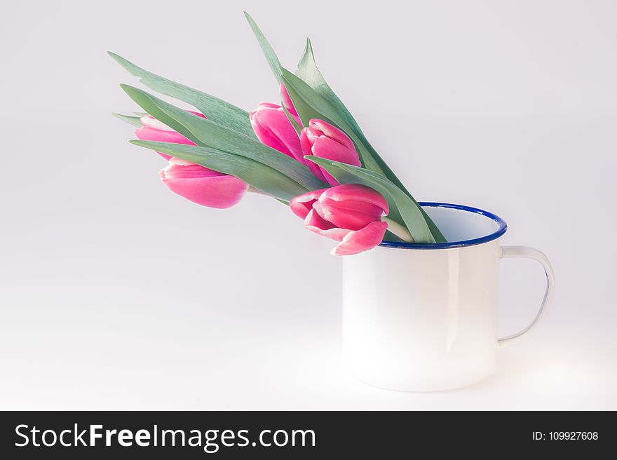 Pink Tulip Flowers in White Cup