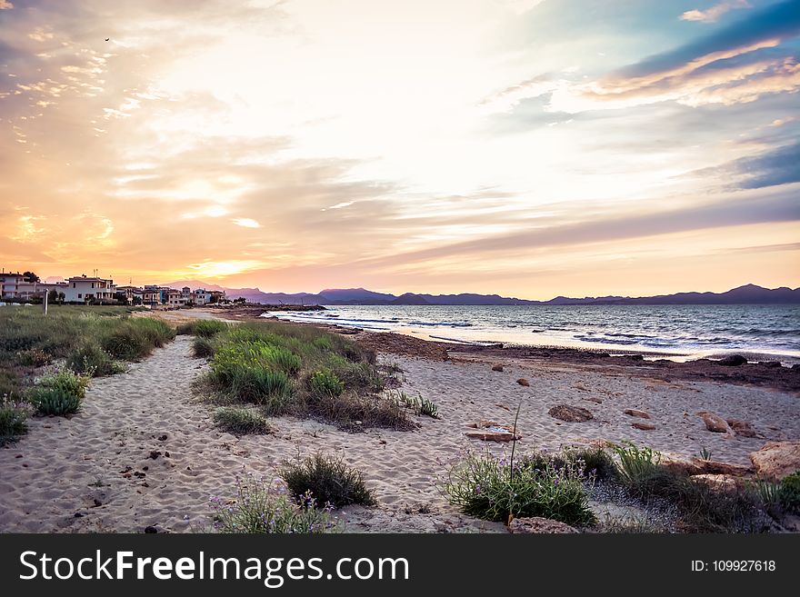 Green Grass Near Seashore At Daytime