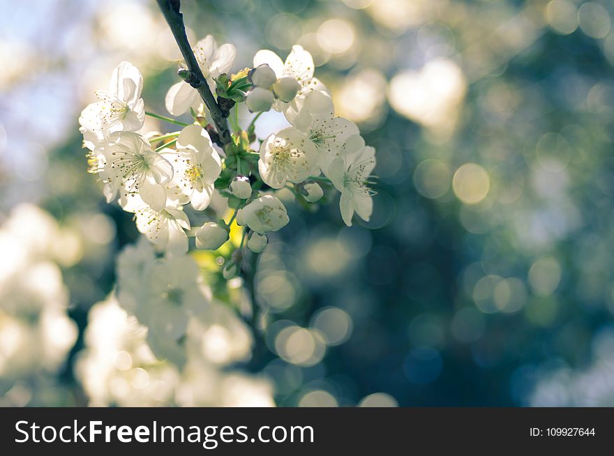 Selective Focus Photography of White Blossoms