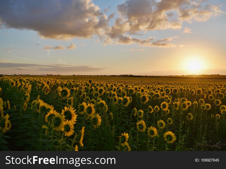 Landscape Photography of Sunflower Field during Sunset