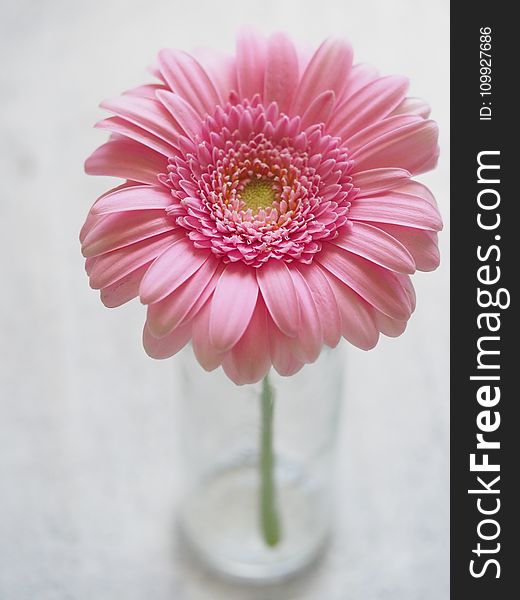 Pink Gerbera Flower in Closeup Photography