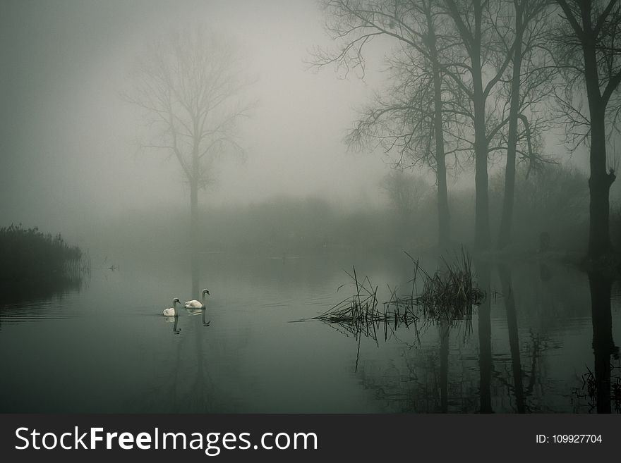 Photo of Two White Ducks on Water during Fog