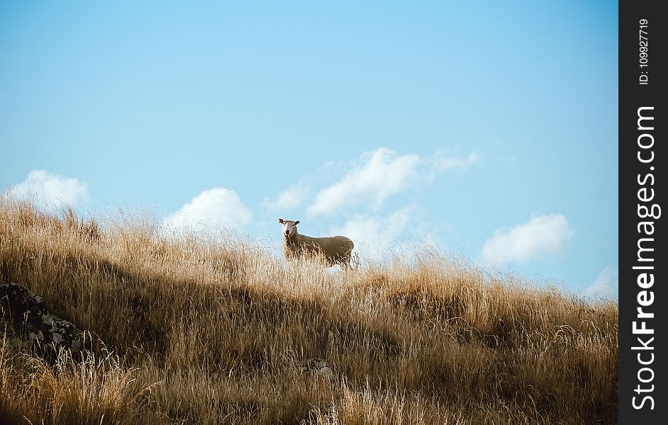 Brown Cattle