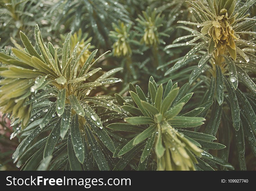 Green Leaves Plants