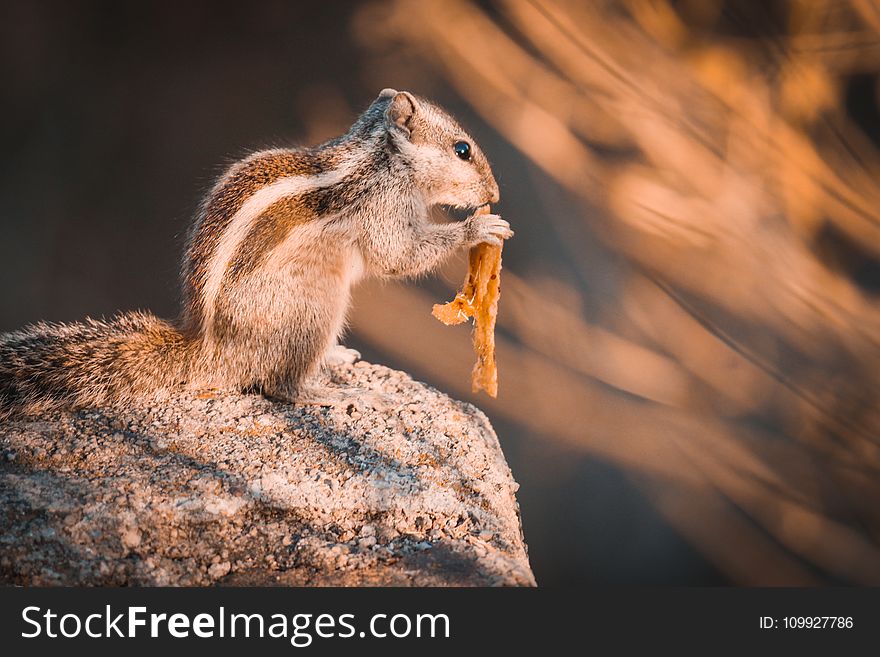 Squirrel on Rock Selective Focus Photography