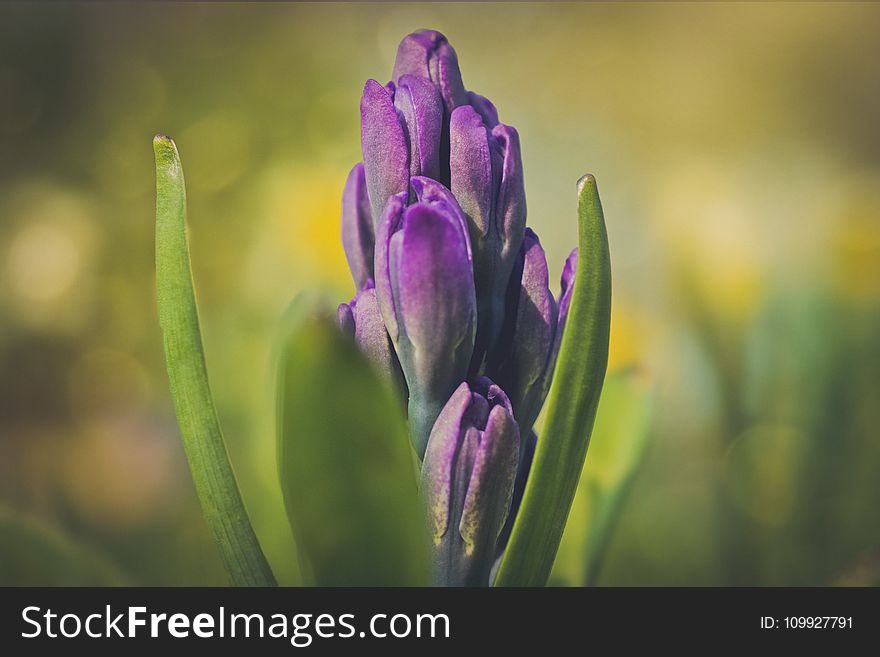 Selective Photography of Purple Clustered Flowers