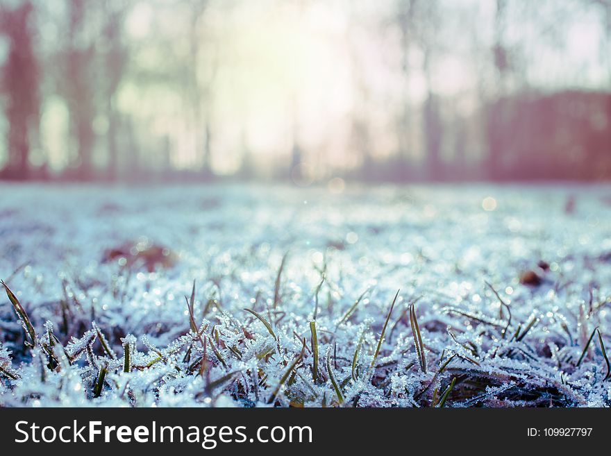 Green Grass Covered With Snow