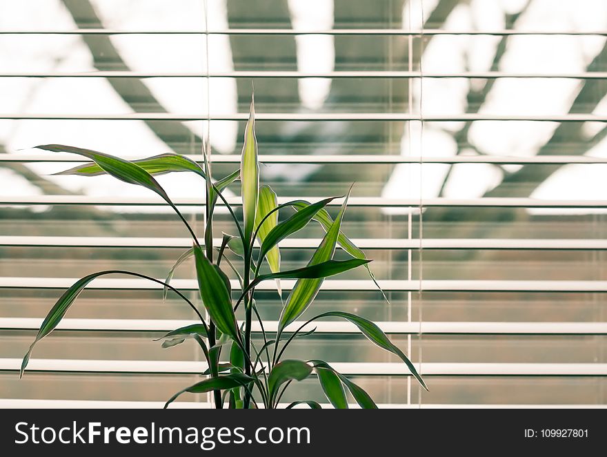 Green Leaf Plant Against White Venetian Window Blinds