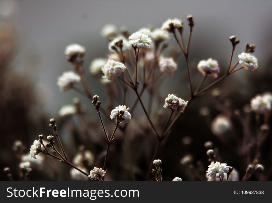 Photo of White Flower Buds