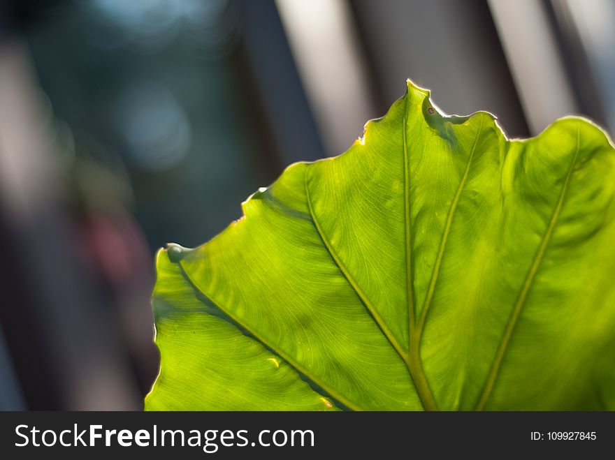 Close-up Photography of a Leaf