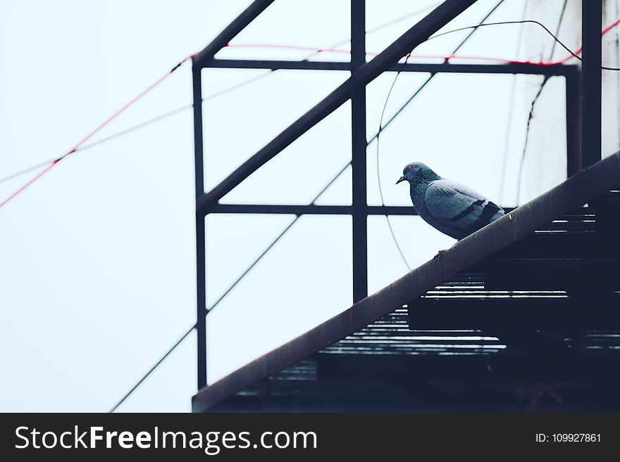Gray Pigeon on Black Metal Frame