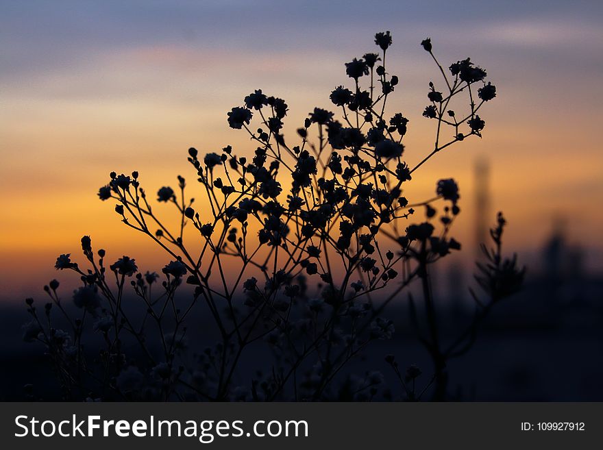 Silhouette Of Plants