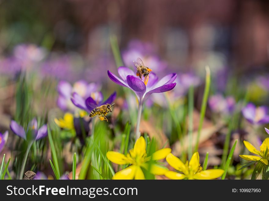 Selective Photography of Purple and White Saffron Crocus Flowers