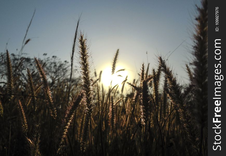 Plants During Sunset