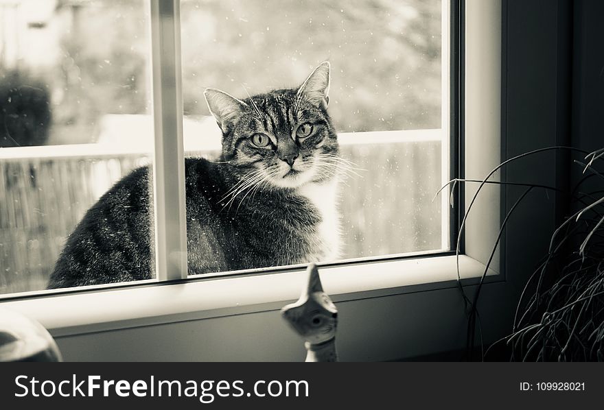 Grayscale Photography of Cat Outside Glass Sliding Window