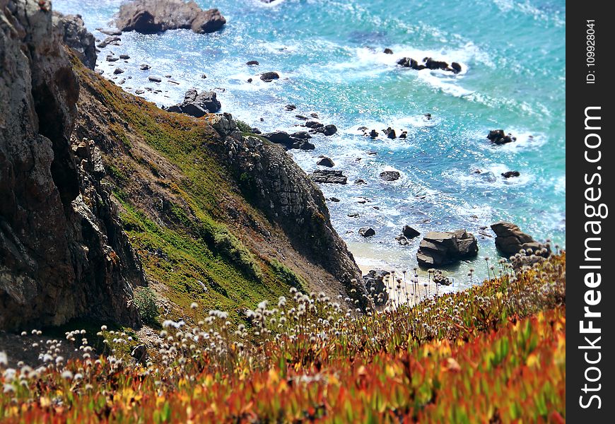 Photography of Orange-and-yellow Petaled Flowers on Cliff Near Body of Water at Daytime