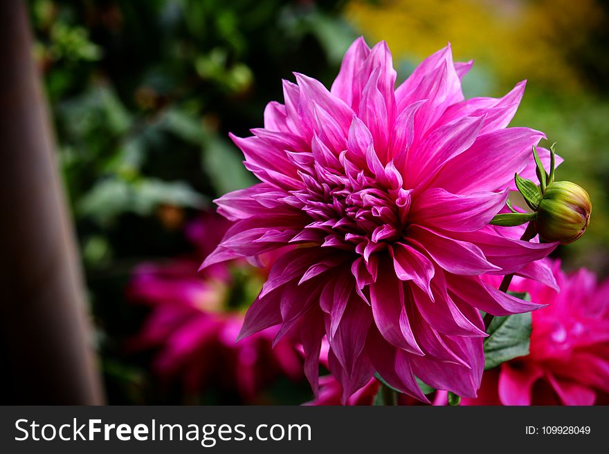 Selective Focus Photography of Magenta Flower