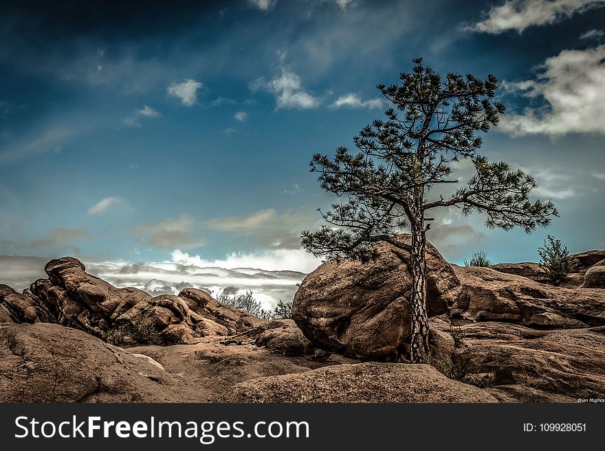 Rocks And Tree