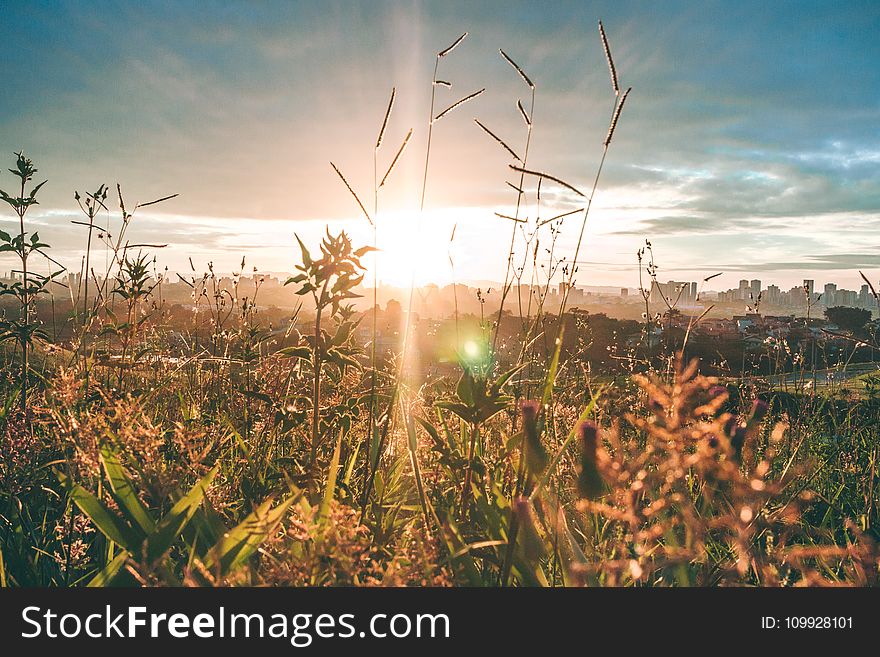 Golden Hour Photography of Grass Field